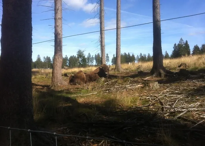 Haus Edelweiss Comfortable Semesterbostad Winterberg